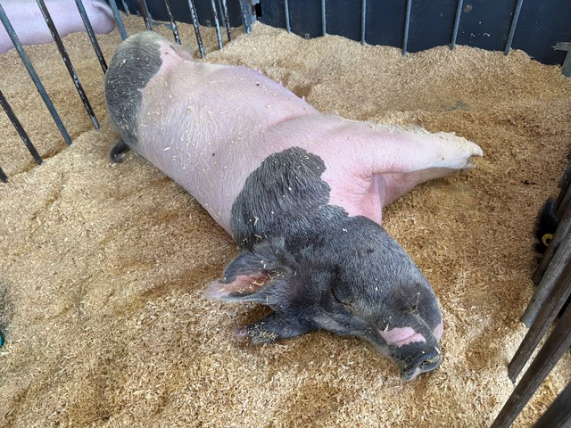 Piggin out