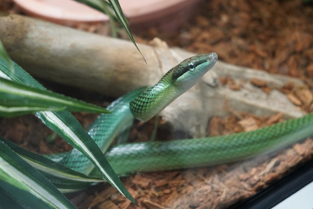 A pretty green snake