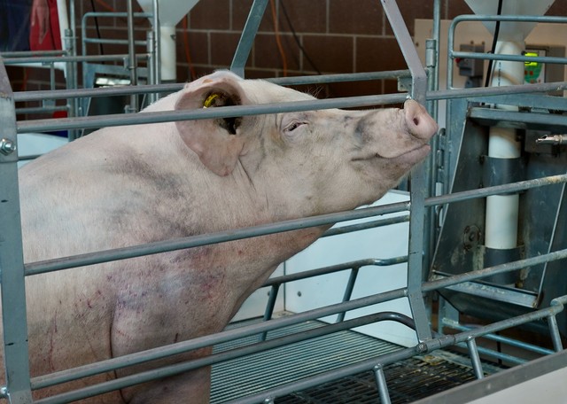 Some Pig