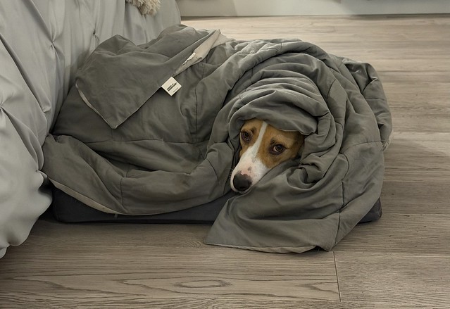 Cozy Boye