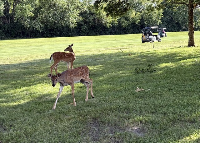Golf buds