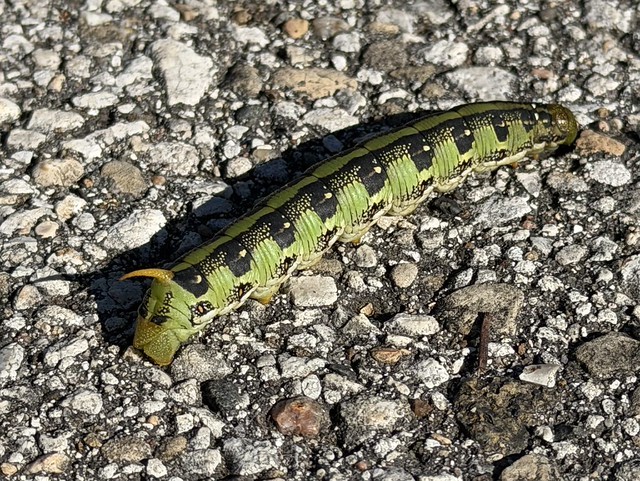 Hornworm