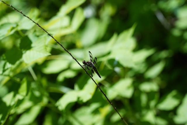 Dragon Fly