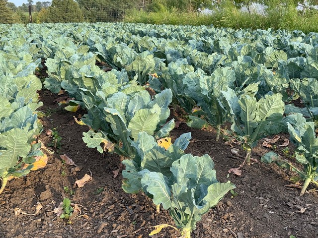 Leafy Greens