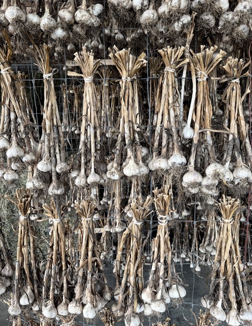 Some Garlic