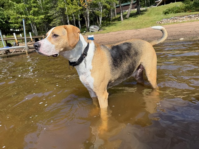 Lake pup